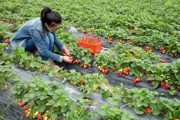 Giovane Contadina Raccolta Fragole Giardino — Foto Stock