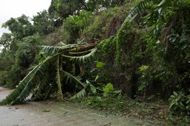 Kırık muz ağaçları sonbahar aşağı, süper tayfun Mangkhut Çin üzerinde 16 Eylül 2018 sonra hasar