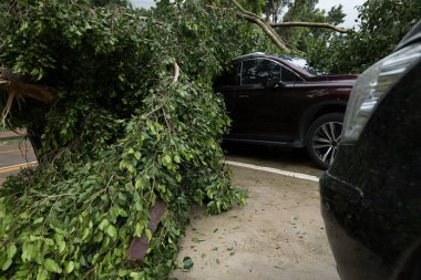 Kırık ağaç Park araba üstüne düştü, sonra süper tayfun Mangkhut Çin araba hasarlı 