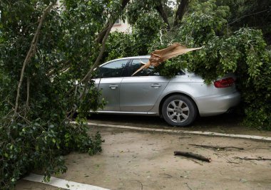 Kırık ağaç Park araba üstüne düştü, sonra süper tayfun Mangkhut Çin araba hasarlı 