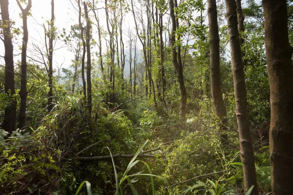Wunderschöner Tropischer Wald Der Morgensonne — Stockfoto
