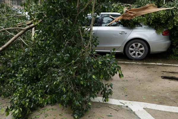 Árvore Quebrada Caiu Cima Carro Estacionamento Carro Danificado Após Super — Fotografia de Stock