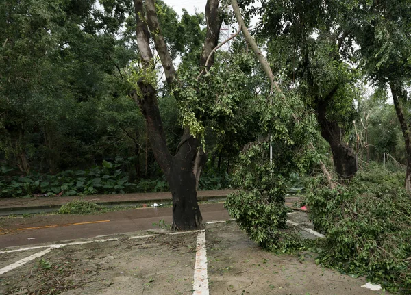Broken tree fall down on parking lot,damages after super typhoon Mangkhut in China - 16 September 2018