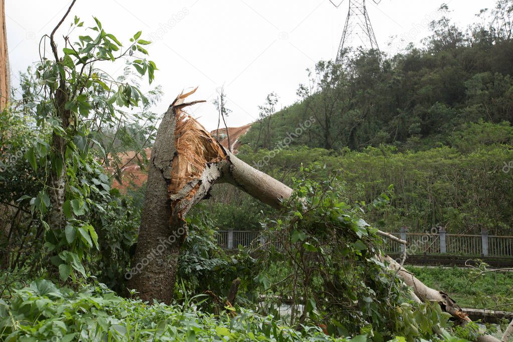 Broken tree, damages after super typhoon Mangkhut in China 