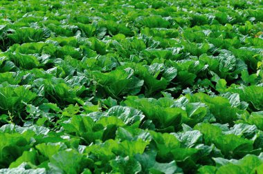 Kuzey Çin, Çin lahanası alan