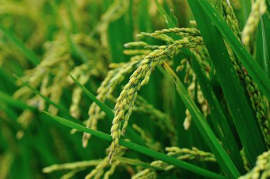 Sonbahar alanında büyüyen pirinç görünümünü kapat