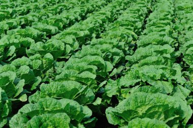 Kuzey Çin, Çin lahanası alan