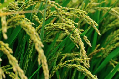 Sonbahar alanında büyüyen pirinç görünümünü kapat