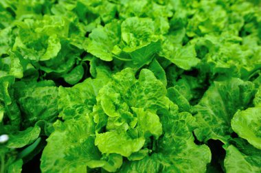 yeşil salata bitkileri büyüme sebze Garden