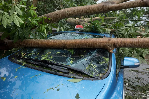 Árbol Caído Coche Después Del Súper Tifón Mangkhut China Septiembre — Foto de Stock