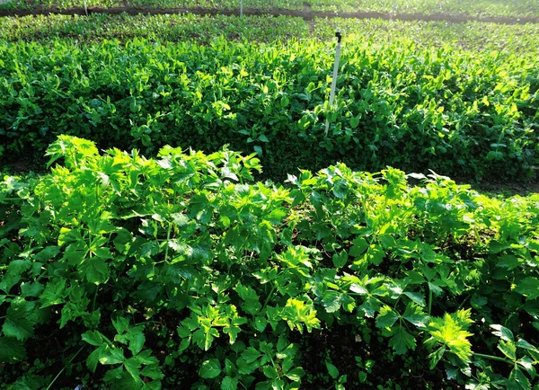 Apio Guisantes Verdes Que Crecen Huerta — Foto de Stock