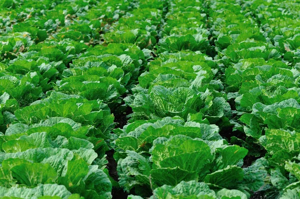 Chinese Cabbage Field Northern China — Stock Photo, Image