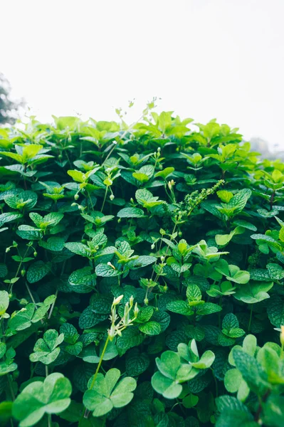 菜園で育つ緑のミントの植物 — ストック写真