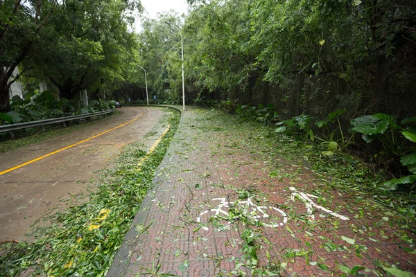 Árbol Roto Daños Después Del Súper Tifón Mangkhut China — Foto de Stock