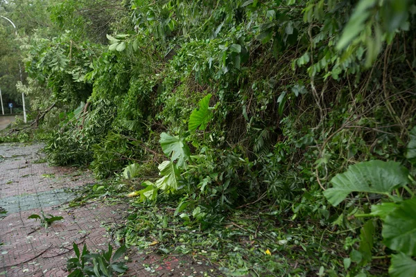 Albero Rotto Danni Dopo Super Tifone Mangkhut Cina — Foto Stock