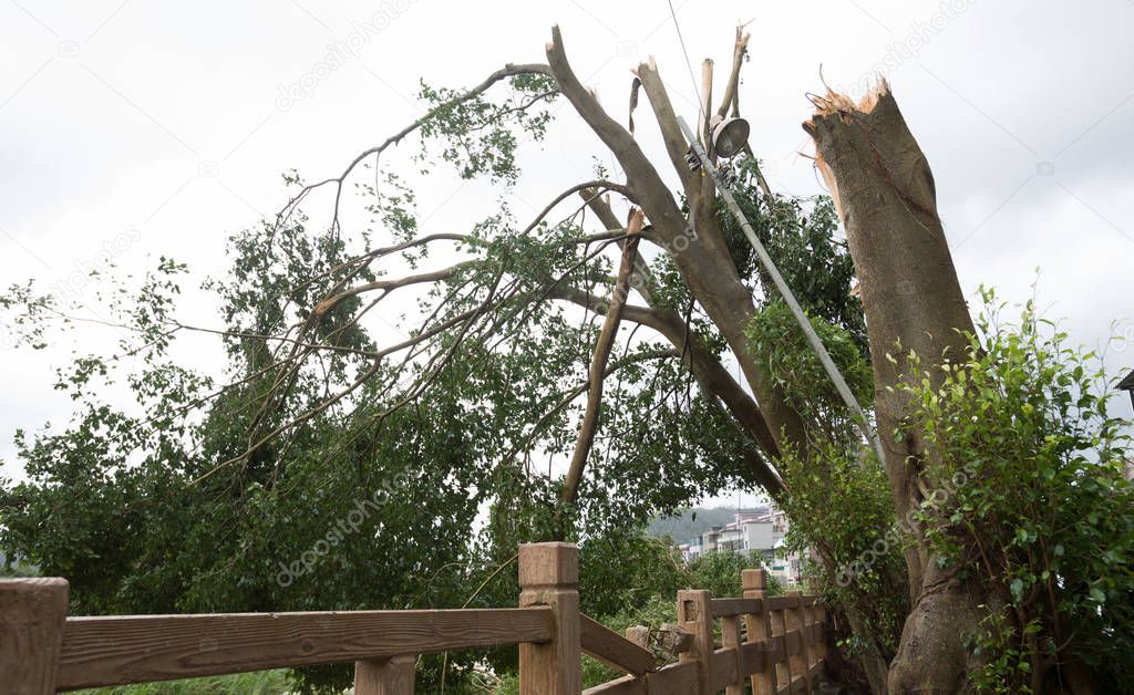 Broken tree, damages after super typhoon Mangkhut in China 