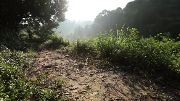 Femme Cycliste Équitation Vtt Sur Sentier Forestier Été — Video