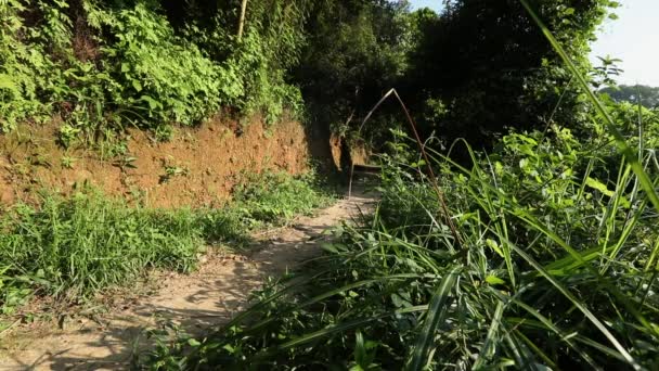 Joven Mujer Fitness Corriendo Por Sendero Forestal — Vídeo de stock