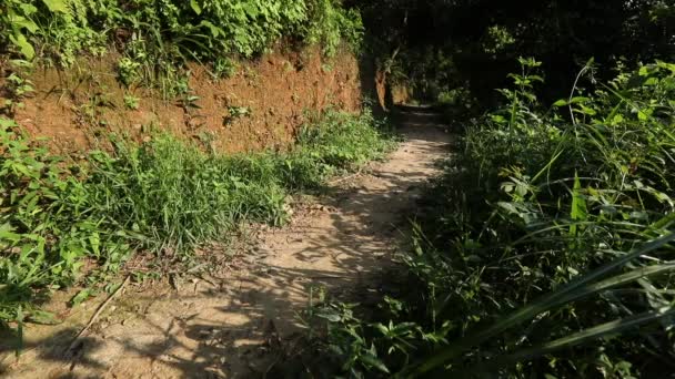 Jeune femme courant sur le sentier de la forêt tropicale 