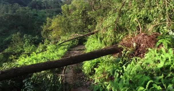 Leerer Versteckter Pfad Tropischer Grüner Waldlandschaft — Stockvideo