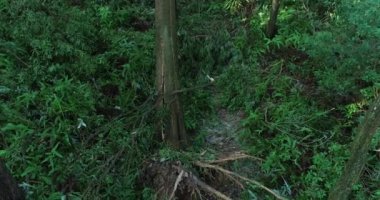 Tropikal yeşil orman peyzaj boş gizli yol 