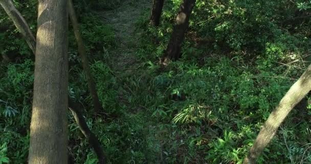 Leerer Versteckter Pfad Tropischer Grüner Waldlandschaft — Stockvideo