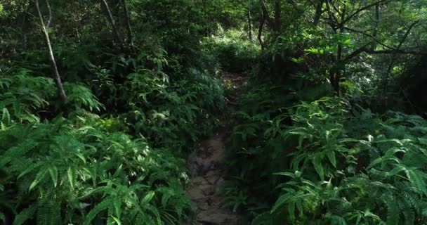 Camino Oculto Vacío Paisaje Del Bosque Verde Tropical — Vídeo de stock