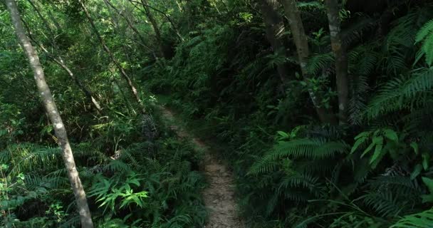 Jeune Femme Avec Sac Dos Marchant Sur Sentier Forêt Tropicale — Video