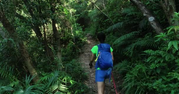 熱帯森林歩道の上を歩いてのバックパックを持つ若い女性 — ストック動画