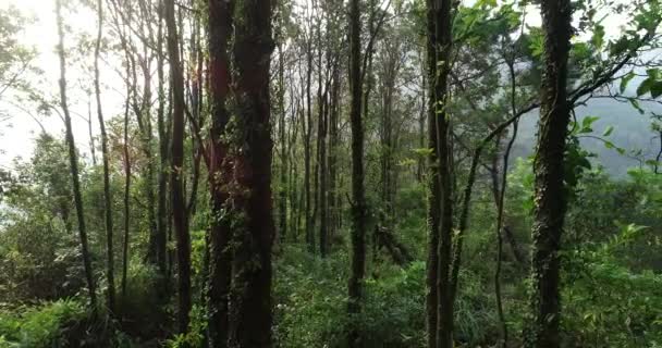 Arbres Verts Poussant Sur Montagne — Video