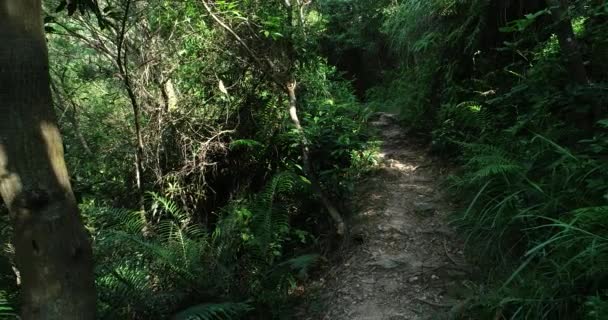 Caminho Vazio Paisagem Tropical Floresta Verde — Vídeo de Stock