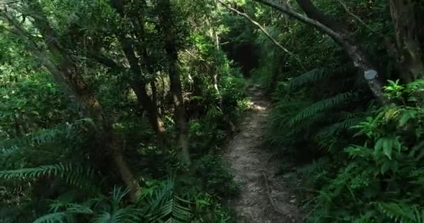 Κενή Διαδρομή Στο Τοπίο Τροπικό Καταπράσινο Δάσος — Αρχείο Βίντεο