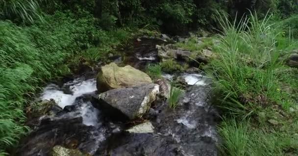 Hermoso Bosque Pequeño Río Bosque Tropical — Vídeos de Stock