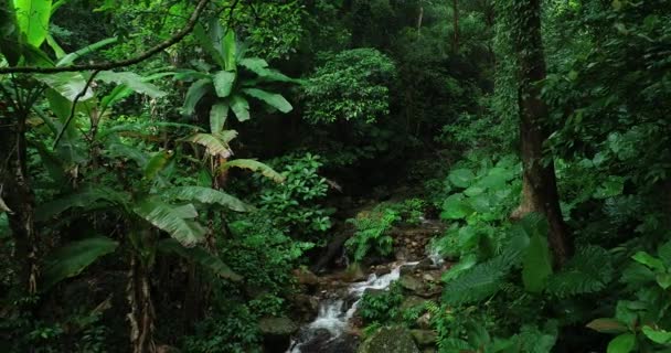 Schöner Wald Und Kleiner Fluss Tropischen Wald — Stockvideo