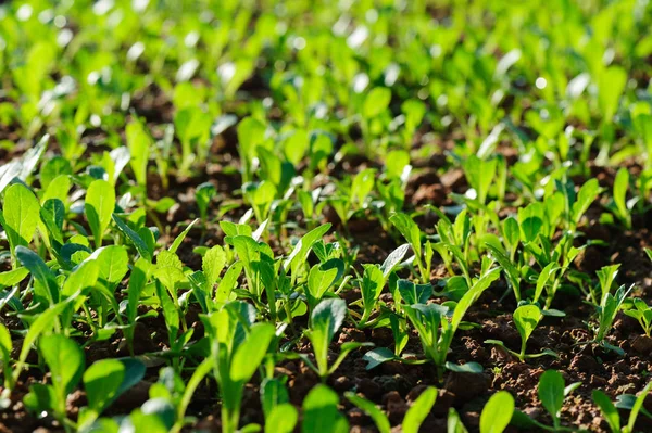 Choux Somme Choy Poussant Potager — Photo