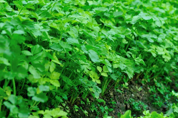Aipo Verde Crescendo Horta — Fotografia de Stock