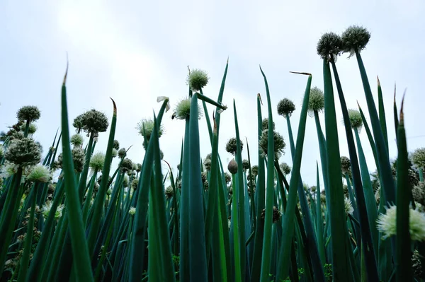 Groene Lente Bloei Moestuin — Stockfoto