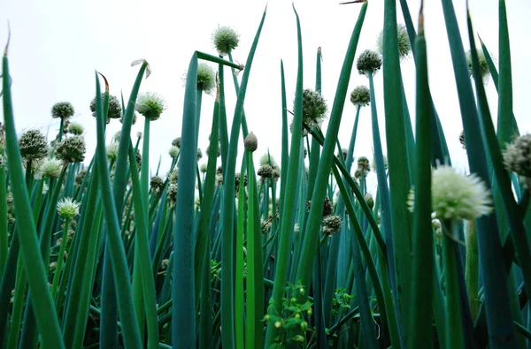 Groene Lente Bloei Moestuin — Stockfoto