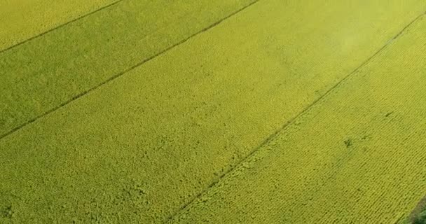 緑のトウモロコシのフィールドの空撮 — ストック動画