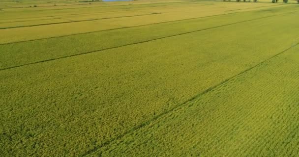 绿色玉米田的鸟瞰图 — 图库视频影像