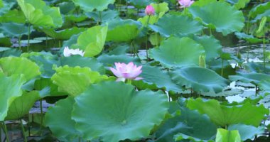 Güzel pembe nilüfer çiçekleri, gölette yeşil yapraklar, yakın plan.