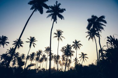 Güneş doğarken tropikal adada hindistan cevizi ağaçlarının siluetleri