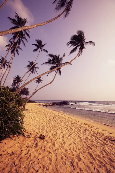 Tropická Pláž Kokosovými Palmami — Stock fotografie