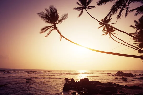 Tropikalnej Plaży Palmami Zachodzie Słońca — Zdjęcie stockowe