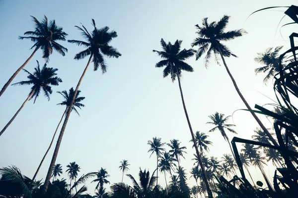 Kokosové Palmy Tropickém Ostrově Během Východu Slunce — Stock fotografie