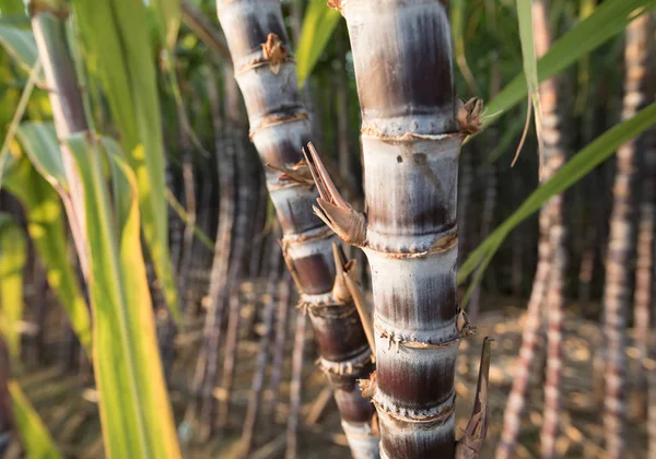 Vista Cercana Las Plantas Caña Azúcar Que Crecen Campo — Foto de Stock