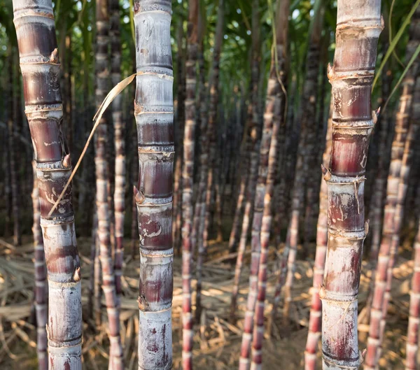 フィールドで育つサトウキビ植物のクローズ アップ表示 — ストック写真