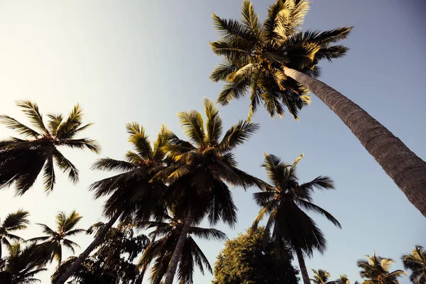 Kokospalmen Auf Tropischer Insel Sonnenschein — Stockfoto