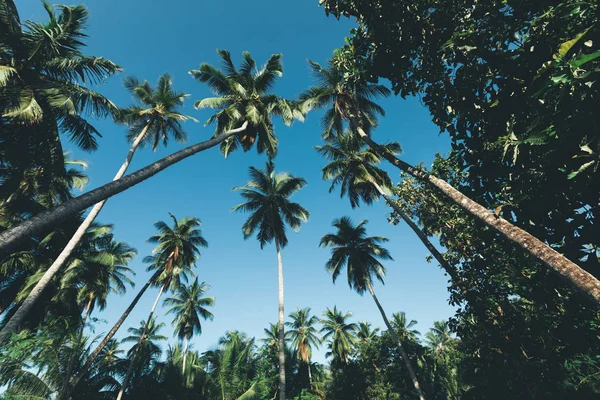 Hindistan Cevizi Ağaçları Güneş Altında Tropik Adada — Stok fotoğraf