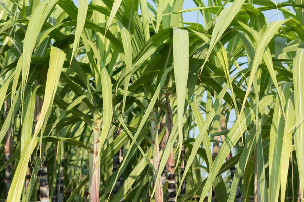 Close View Sugarcane Plants Growing Field — Stock Photo, Image